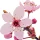 Cherry Blossom