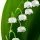 Lily-of-the-Valley