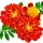 Marigold