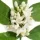 Neroli