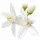 Orange Blossom