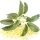 Osmanthus